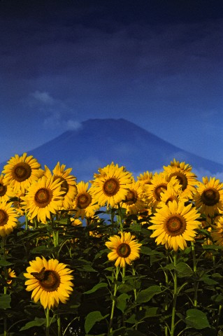 富士山 運気アップ画像
