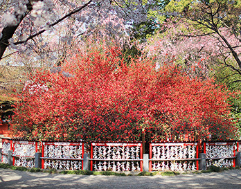 群馬,金運アップに効果がある神社