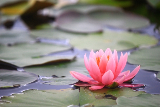 ���^�A�b�v,���@